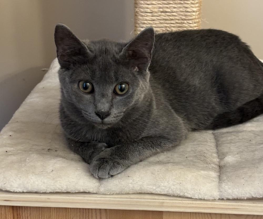 PATTY-shy/need cat companion, Adoptable, Young Female Domestic Short Hair.