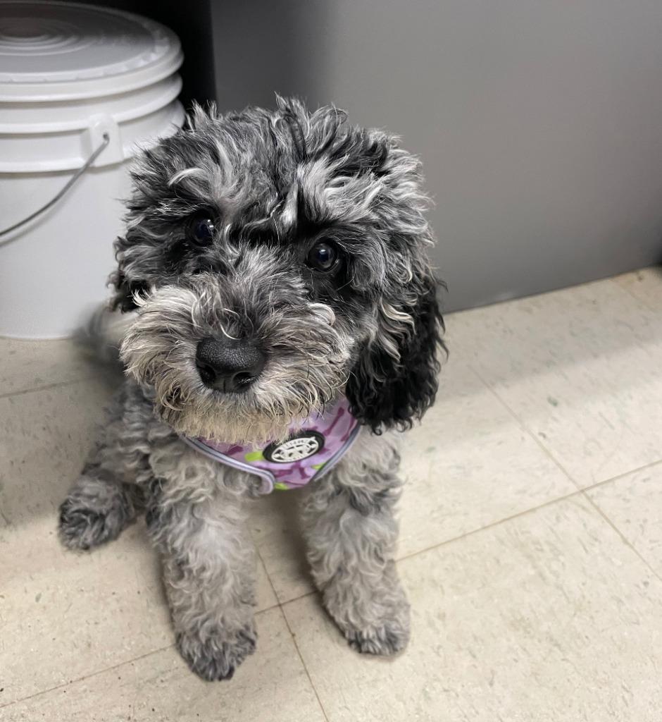 Enlarge Nyx, an adopted Cavapoo in Maysville, KY image 1/1