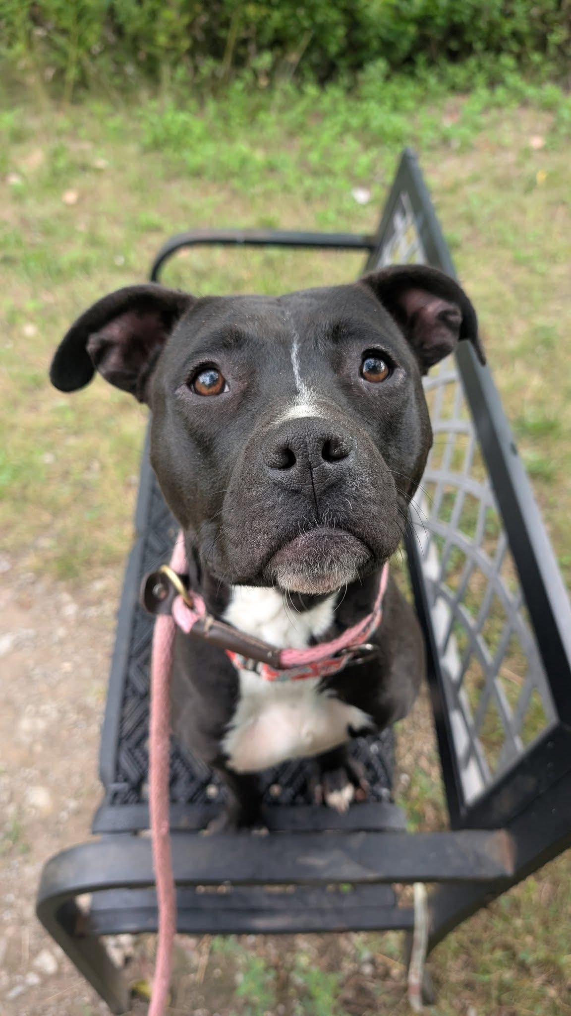 Enlarge Confetti, a Adoptable mixed breed in Ashland, OH image 1/1
