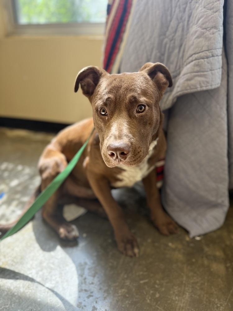 Enlarge Logan 25D-097, a Adoptable mixed breed in Corinth, MS image 1/2