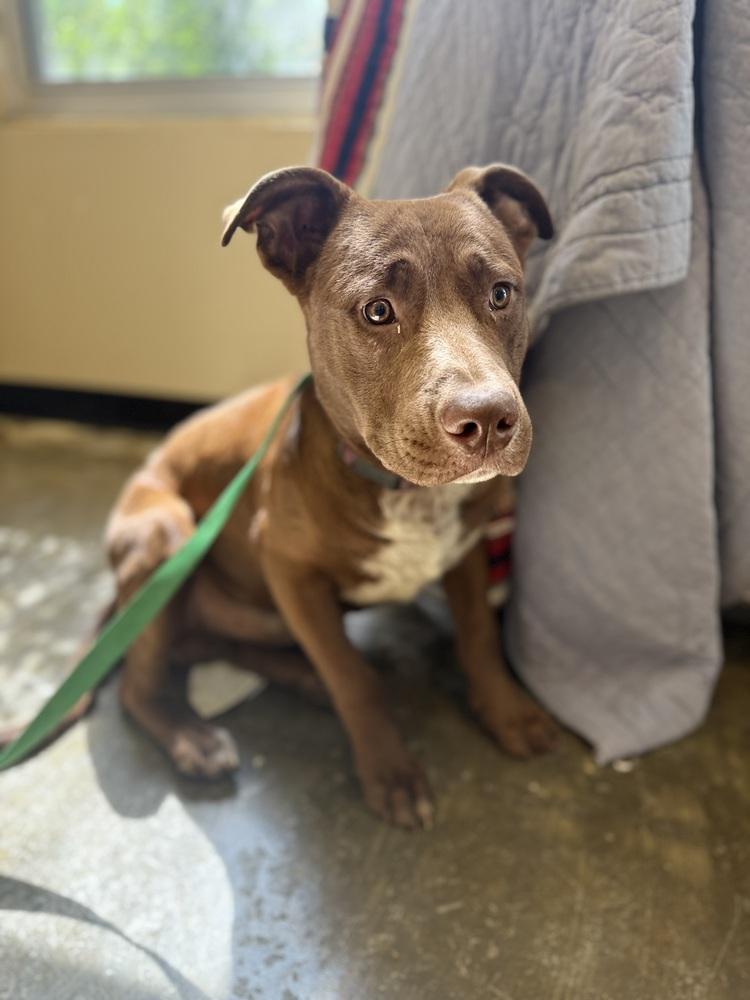 Enlarge Logan 25D-097, a Adoptable mixed breed in Corinth, MS image 2/2