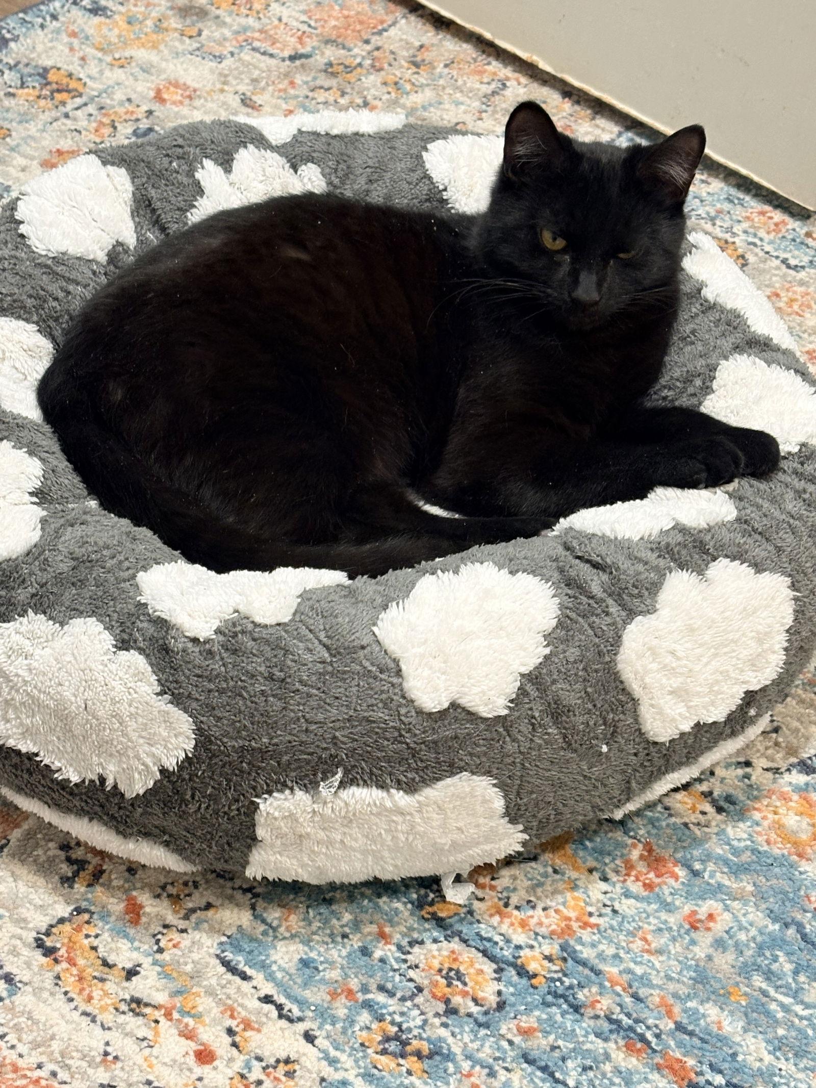 Loden — thumbnail 2