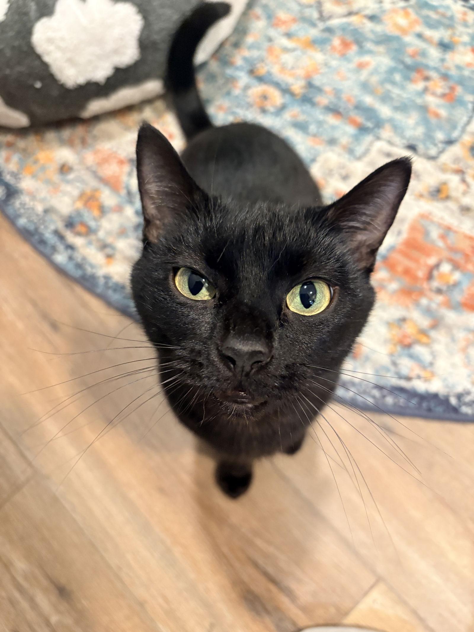 Loden — thumbnail 3