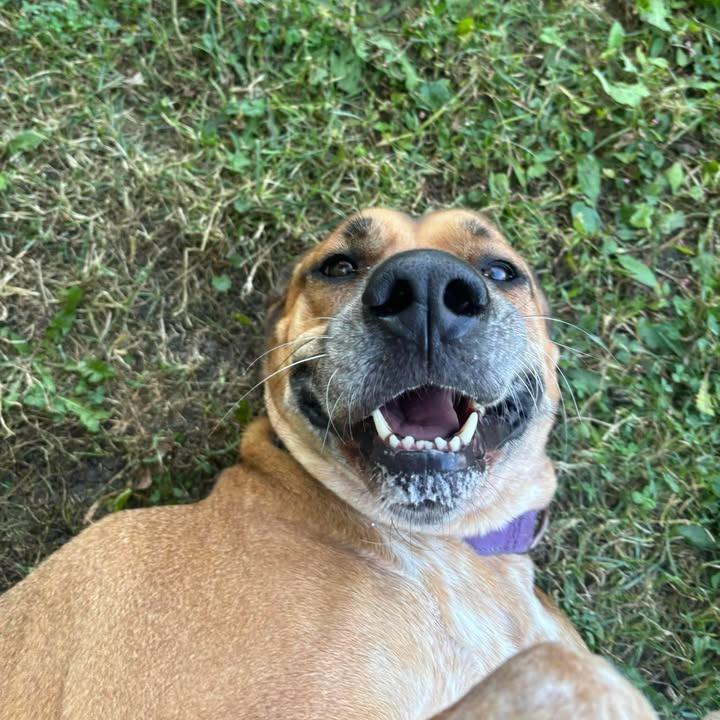 Leia — thumbnail 2