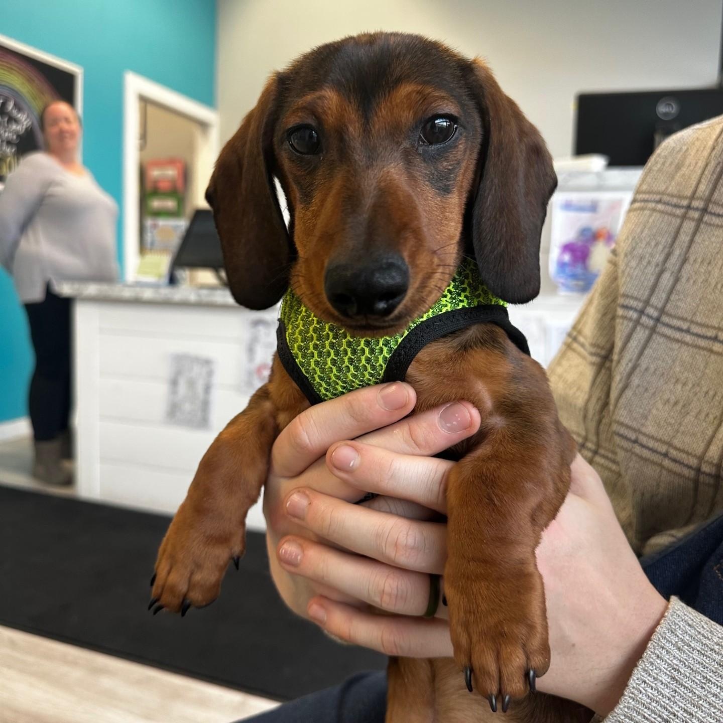Enlarge Theodore (Bonded w/Simon), a ADOPTABLE Dachshund in Portland, OR image 2/5