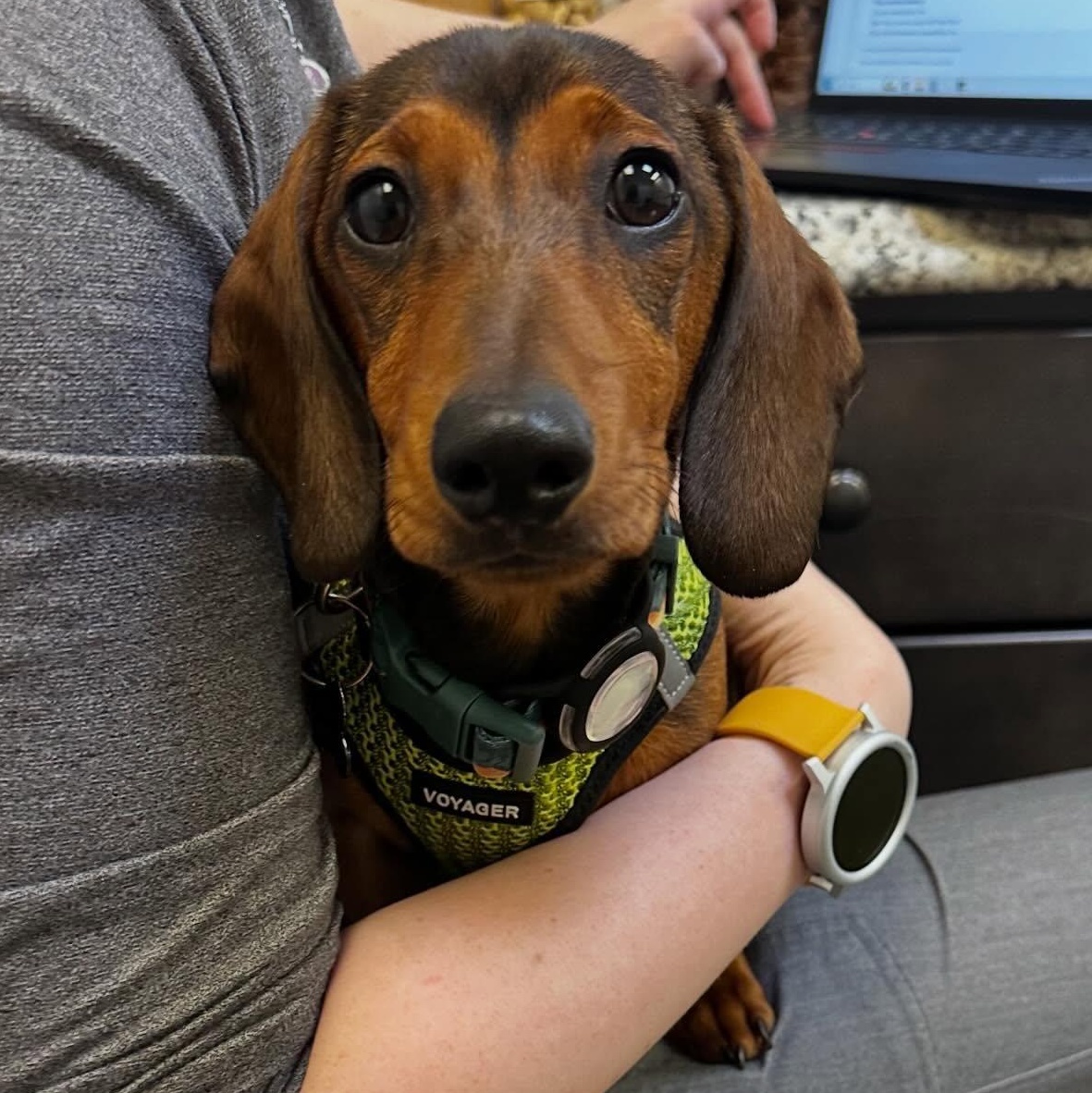 Theodore (Bonded w/Simon), ADOPTABLE, Young Male Dachshund.