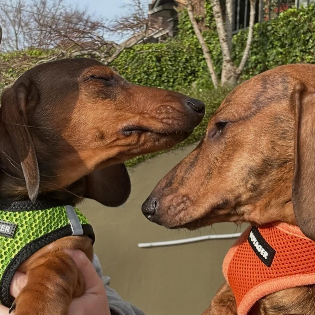 Enlarge Theodore (Bonded w/Simon), a ADOPTABLE Dachshund in Portland, OR image 4/5