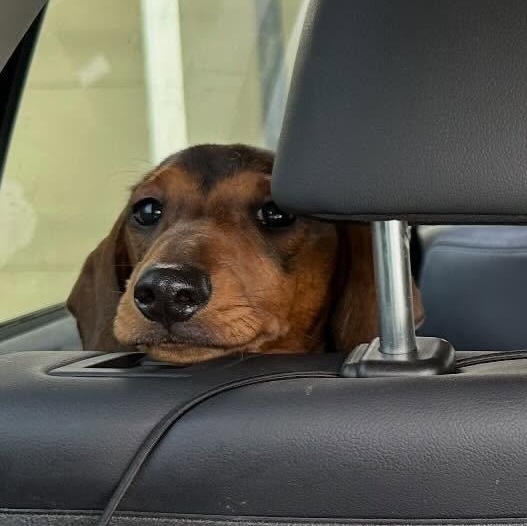 Enlarge Theodore (Bonded w/Simon), a ADOPTABLE Dachshund in Portland, OR image 5/5