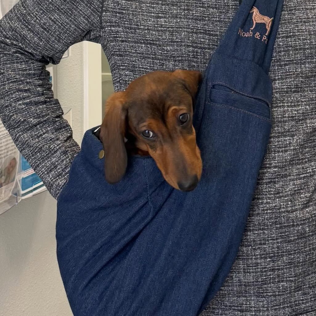 Enlarge Theodore (Bonded w/Simon), a ADOPTABLE Dachshund in Portland, OR image 3/5