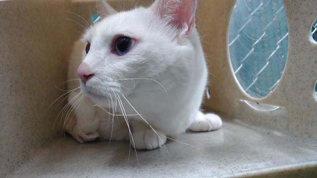 SNOW WHITE, Adoptable, Adult Female Domestic Short Hair.
