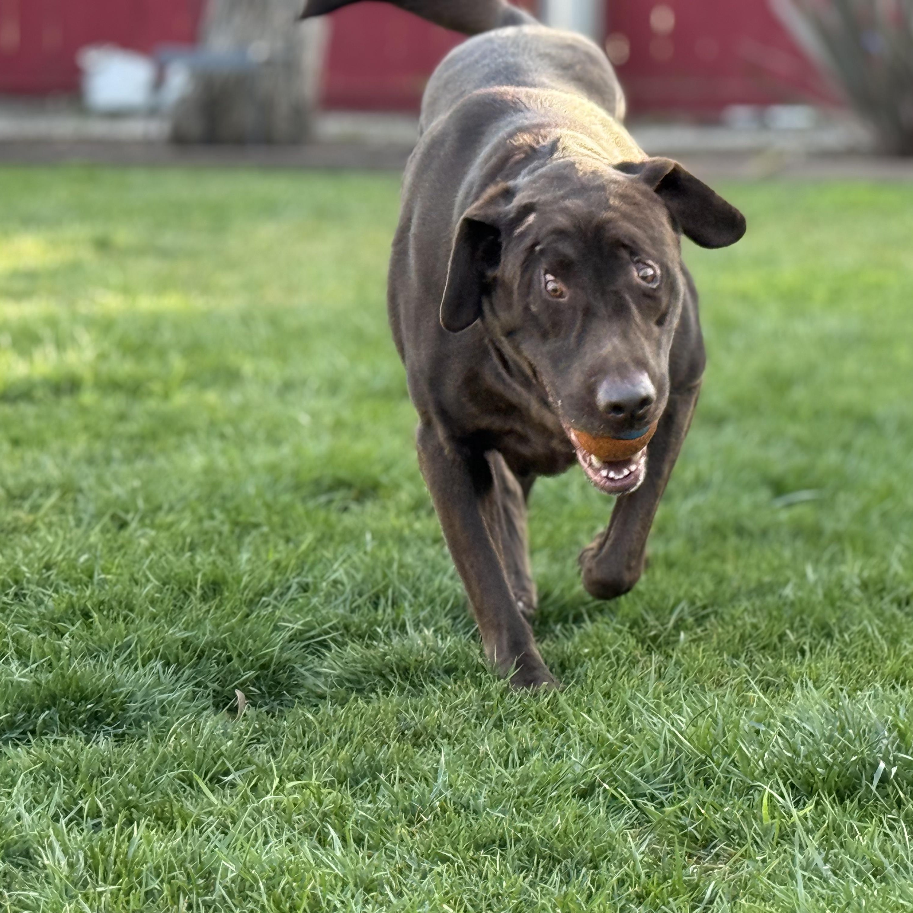 Enlarge Chewie, a ADOPTABLE Labrador Retriever in San Francisco, CA image 5/5