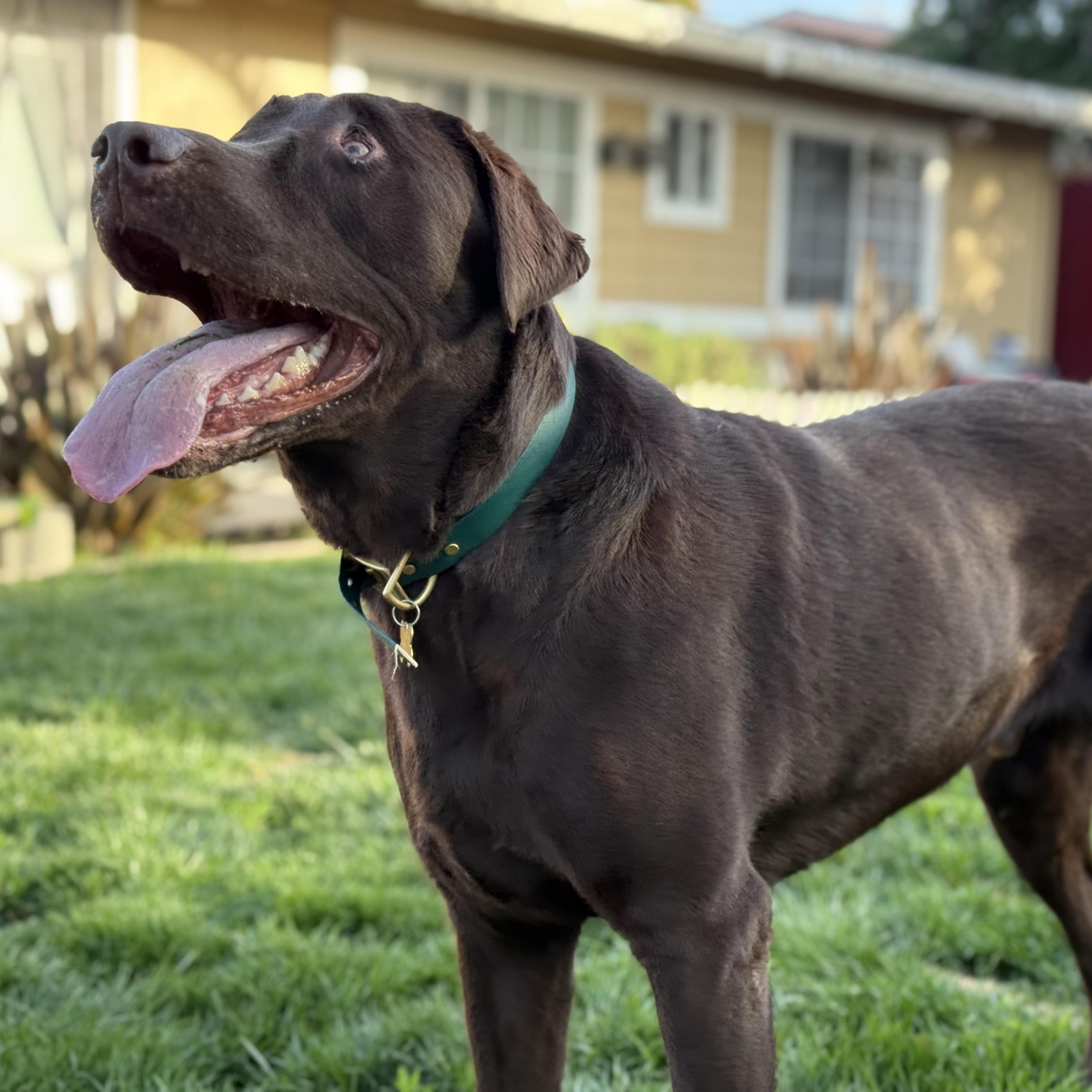 Enlarge Chewie, a ADOPTABLE Labrador Retriever in San Francisco, CA image 4/5