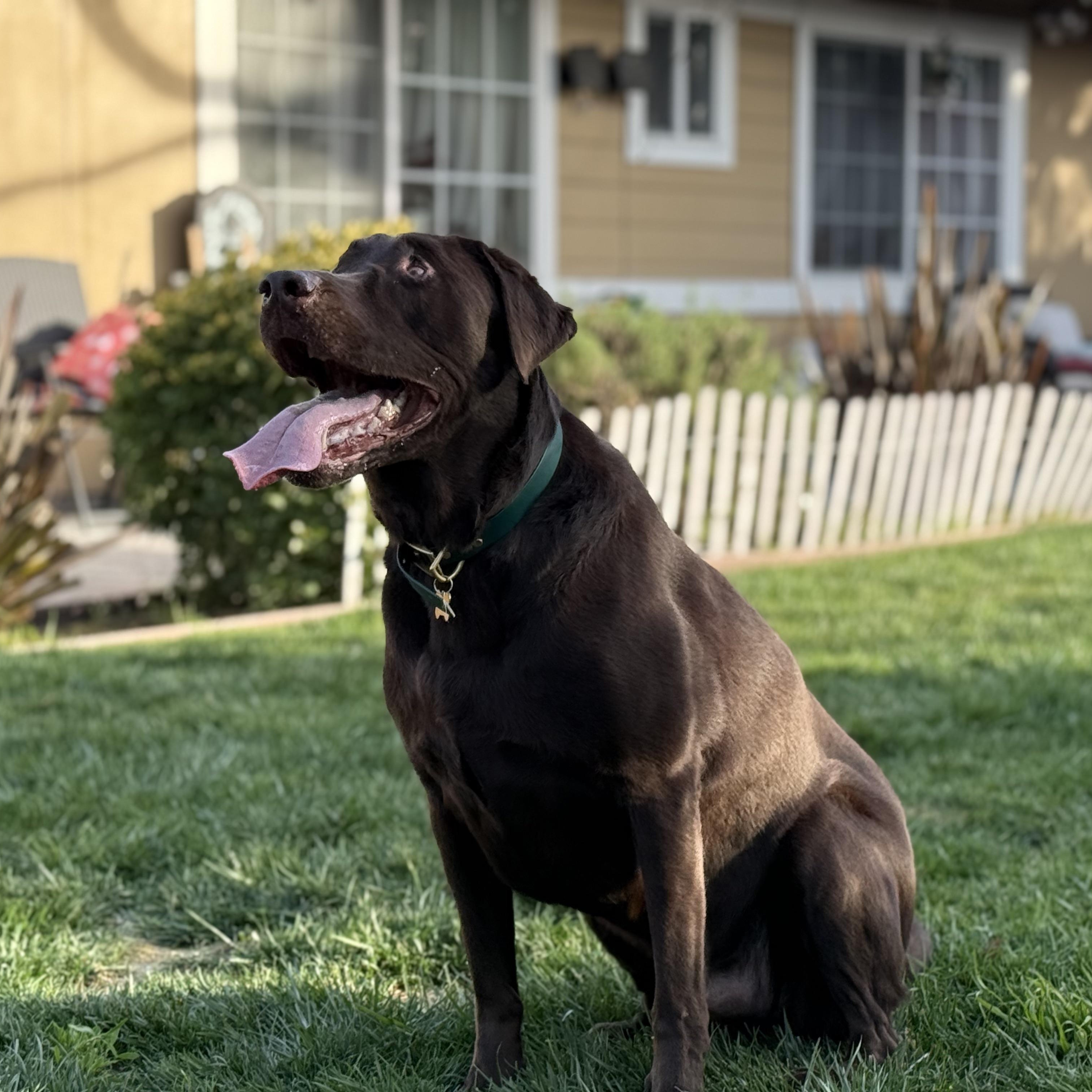 Chewie, ADOPTABLE, Adult Male Labrador Retriever.