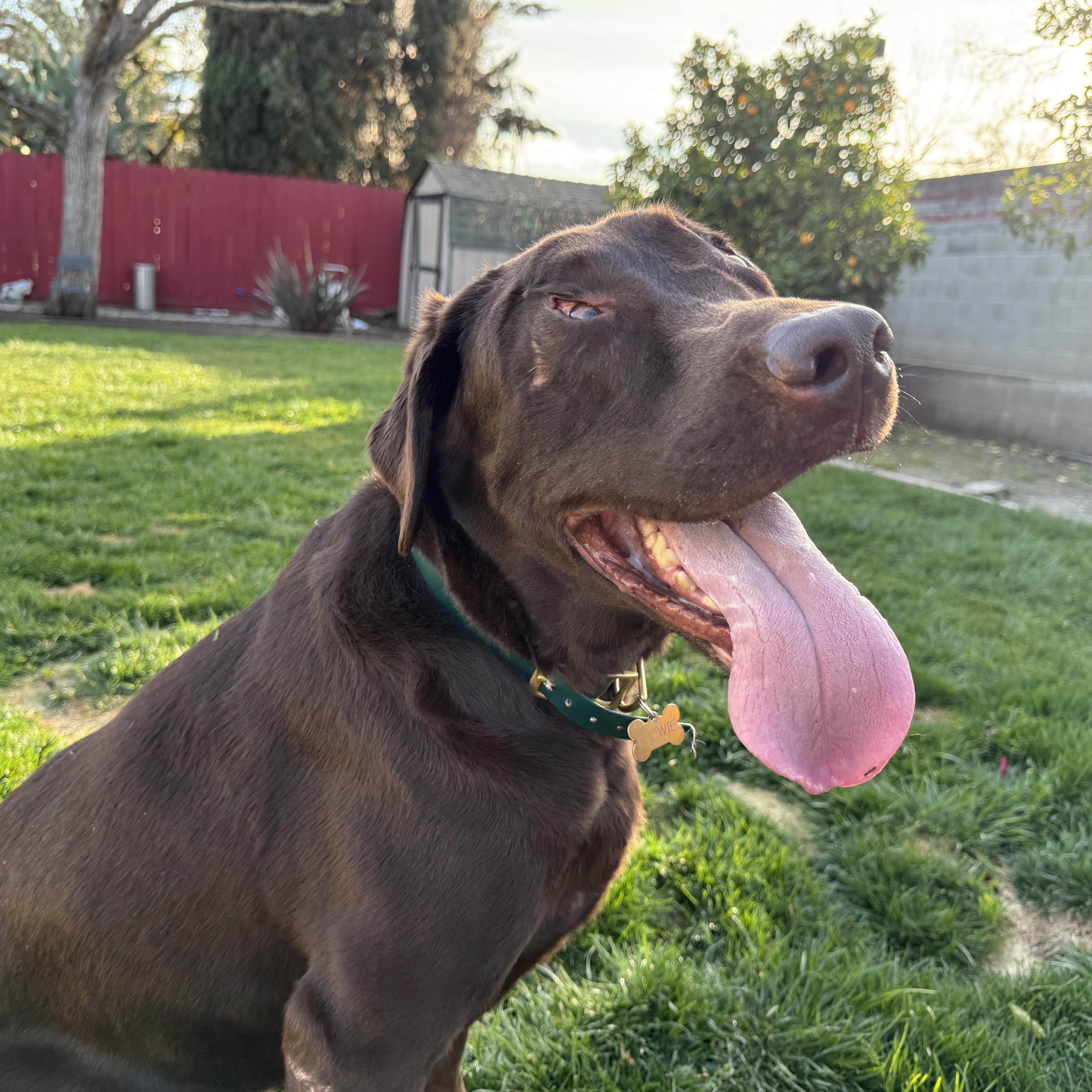 Enlarge Chewie, a ADOPTABLE Labrador Retriever in San Francisco, CA image 2/5
