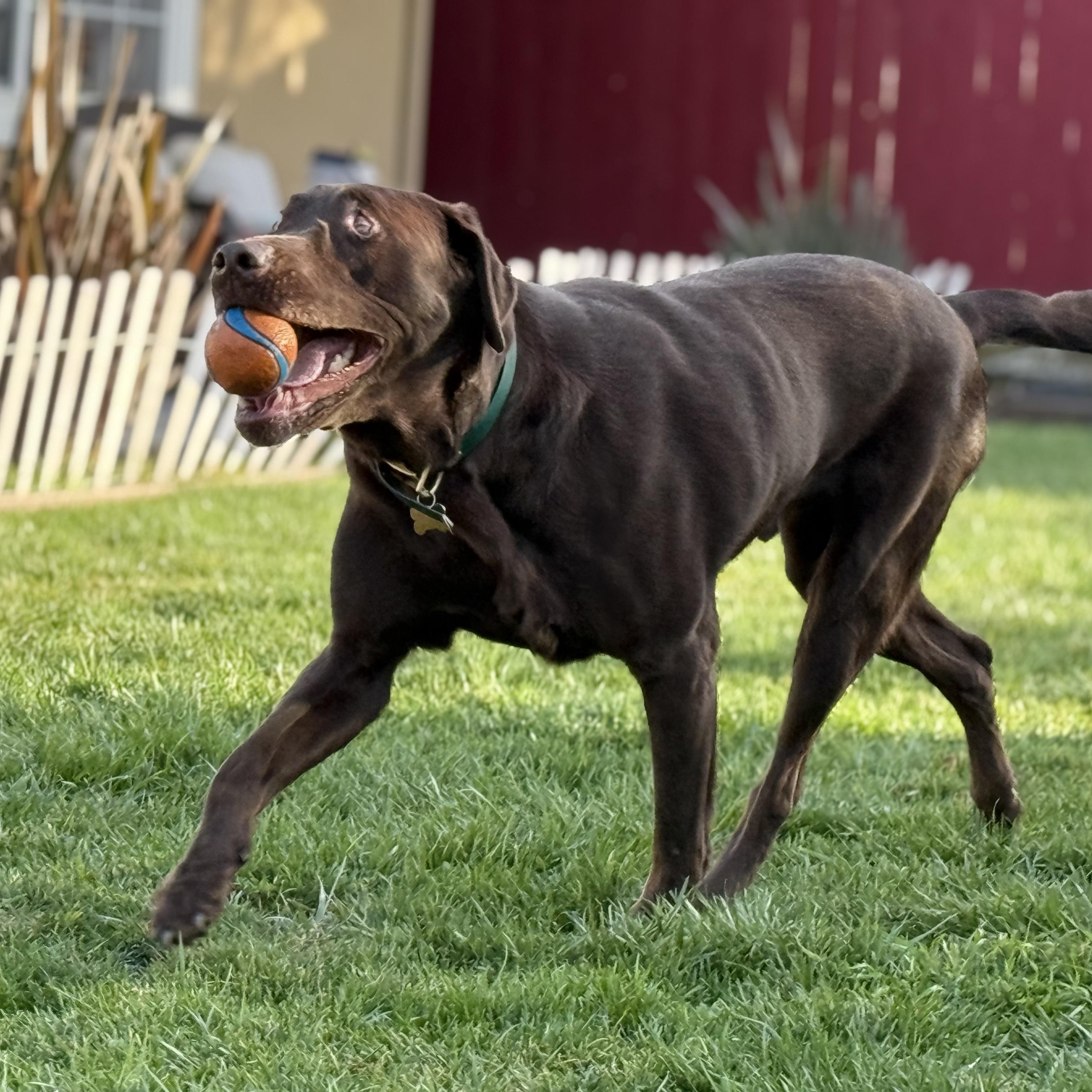 Enlarge Chewie, a ADOPTABLE Labrador Retriever in San Francisco, CA image 3/5