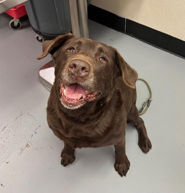 Enlarge River, a ADOPTABLE Chocolate Labrador Retriever in Phoenix, OR image 3/3