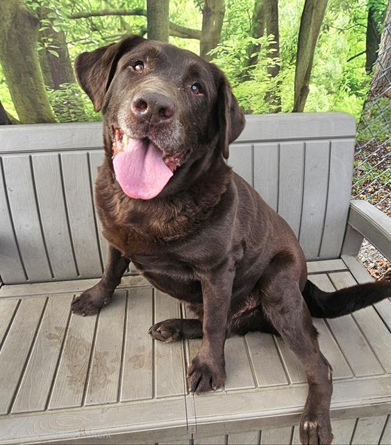 Enlarge River, a ADOPTABLE Chocolate Labrador Retriever in Phoenix, OR image 2/3
