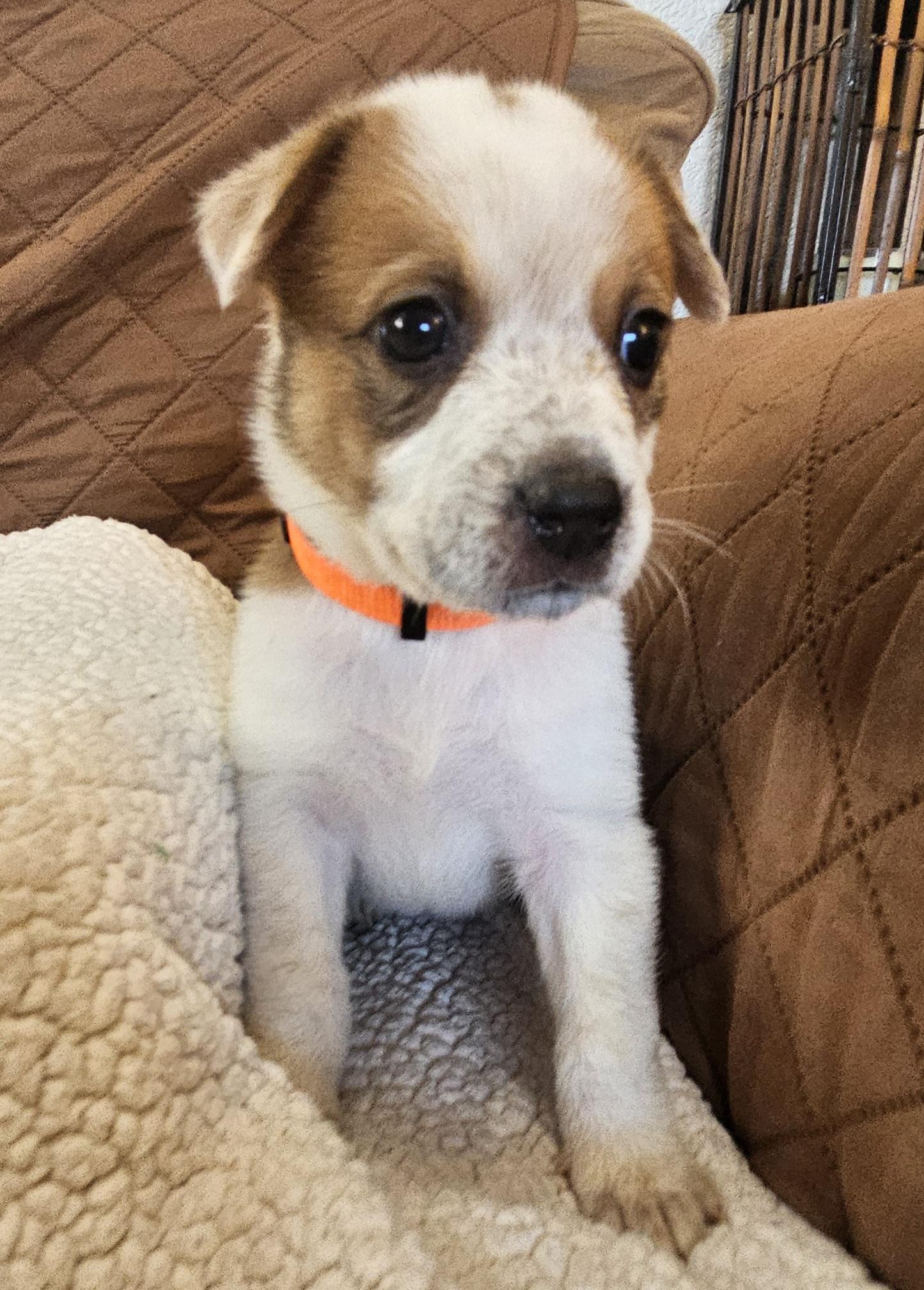 Sundae, ADOPTABLE, Puppy Female Jack Russell Terrier & Australian Cattle Dog / Blue Heeler.