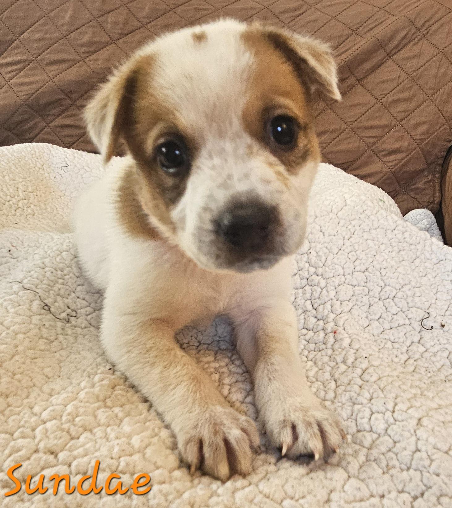 Enlarge Sundae, a ADOPTABLE mixed breed in Galt, CA image 3/6