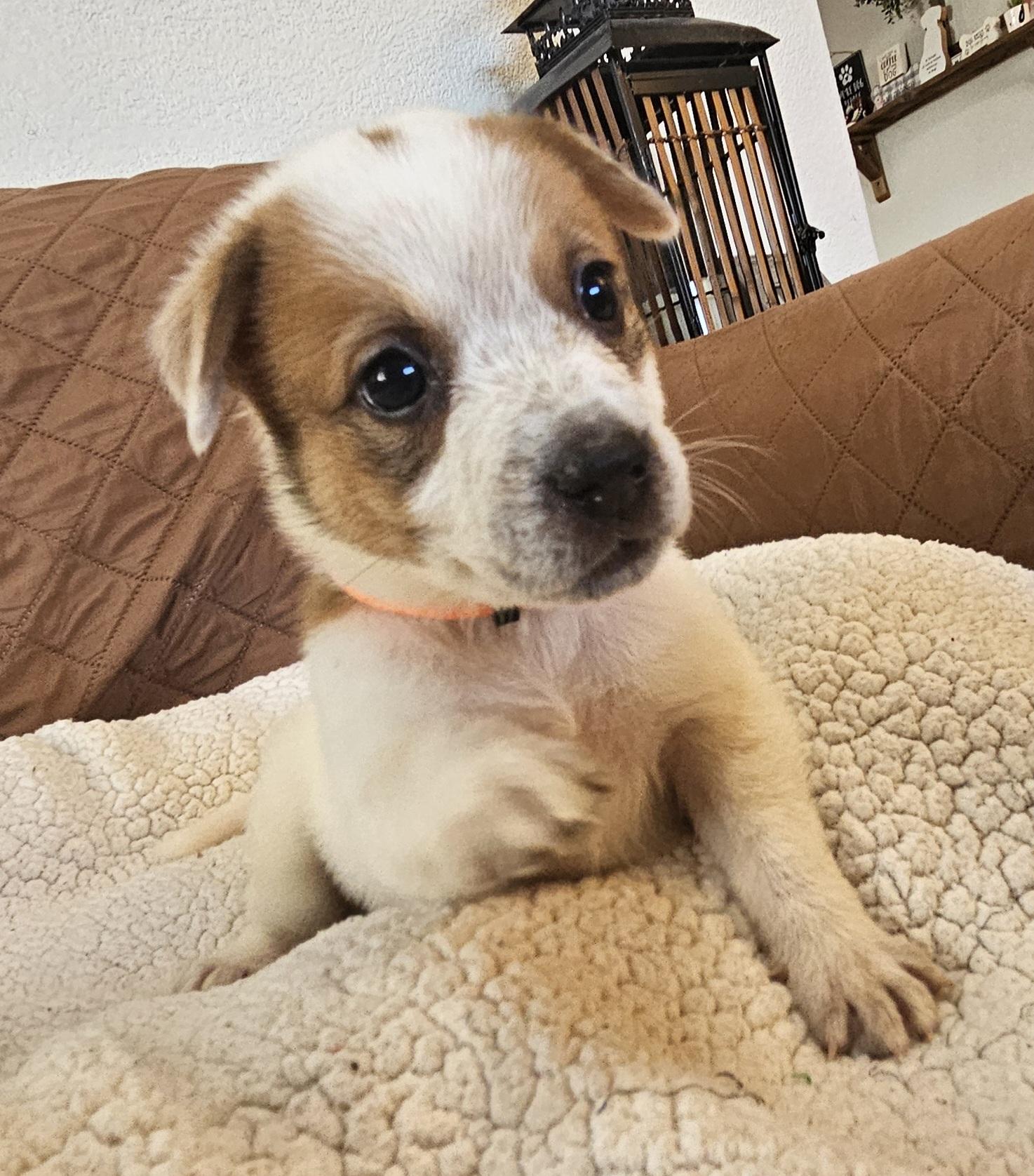 Enlarge Sundae, a ADOPTABLE mixed breed in Galt, CA image 6/6