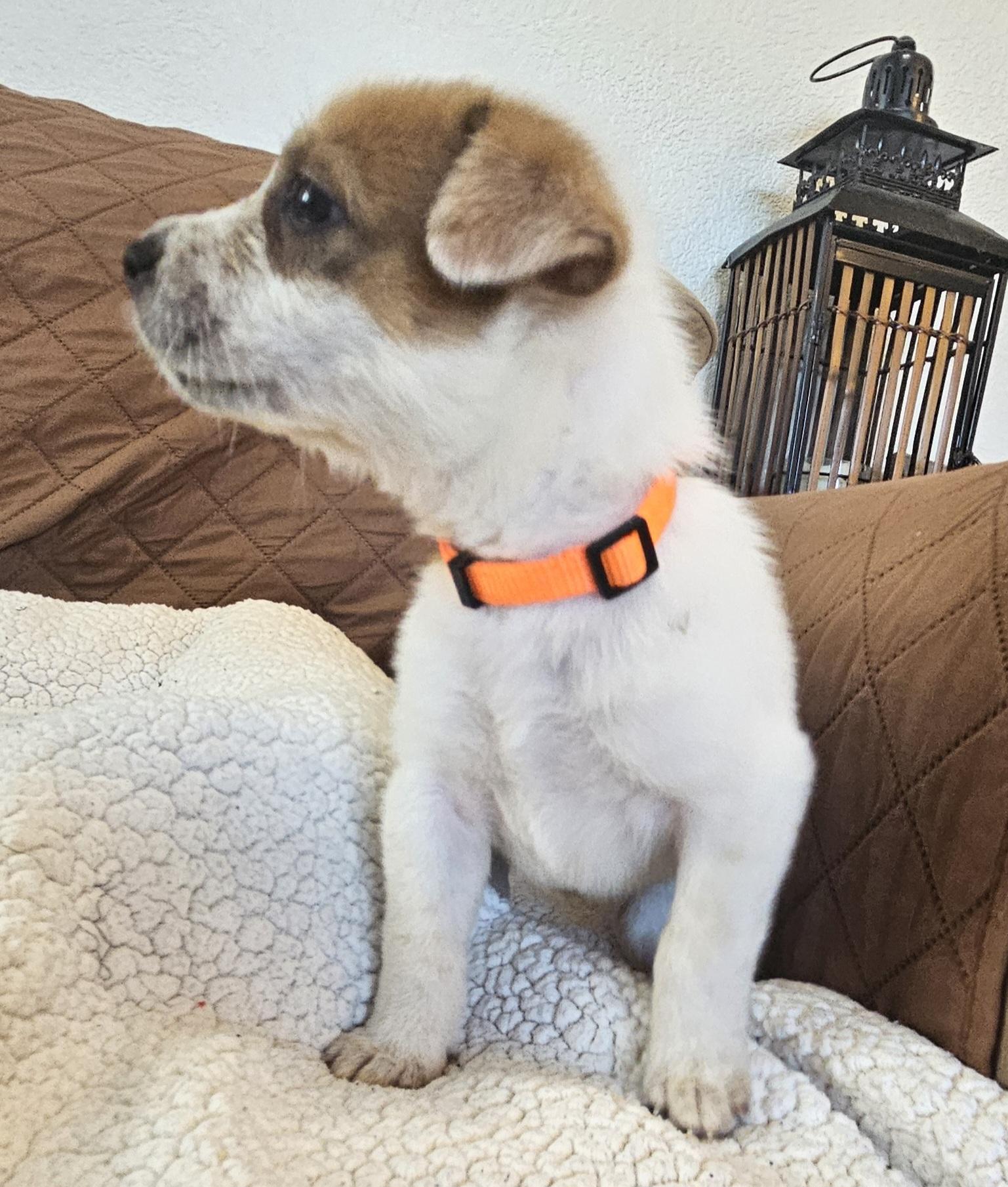 Enlarge Sundae, a ADOPTABLE mixed breed in Galt, CA image 2/6