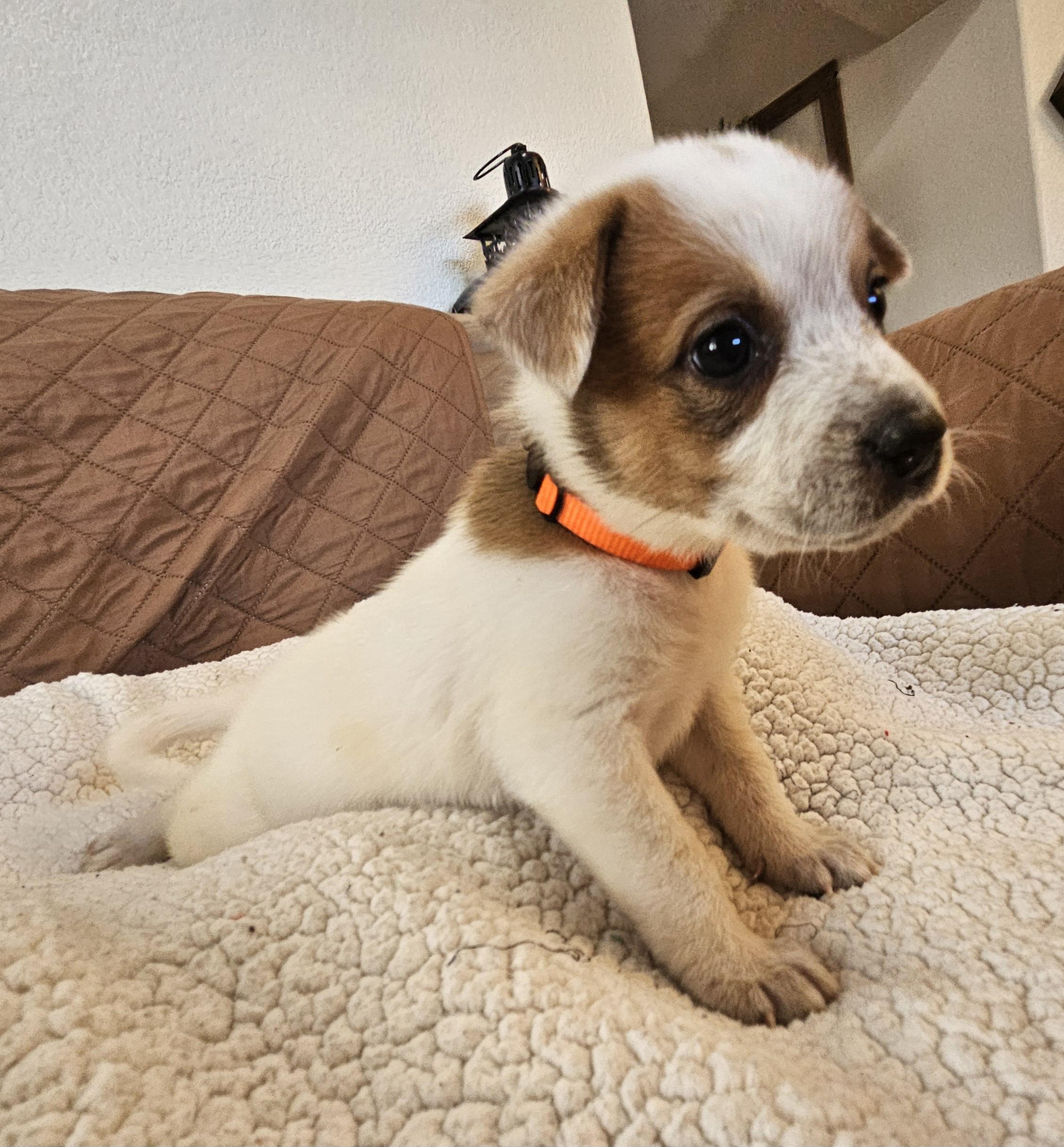 Enlarge Sundae, a ADOPTABLE mixed breed in Galt, CA image 5/6