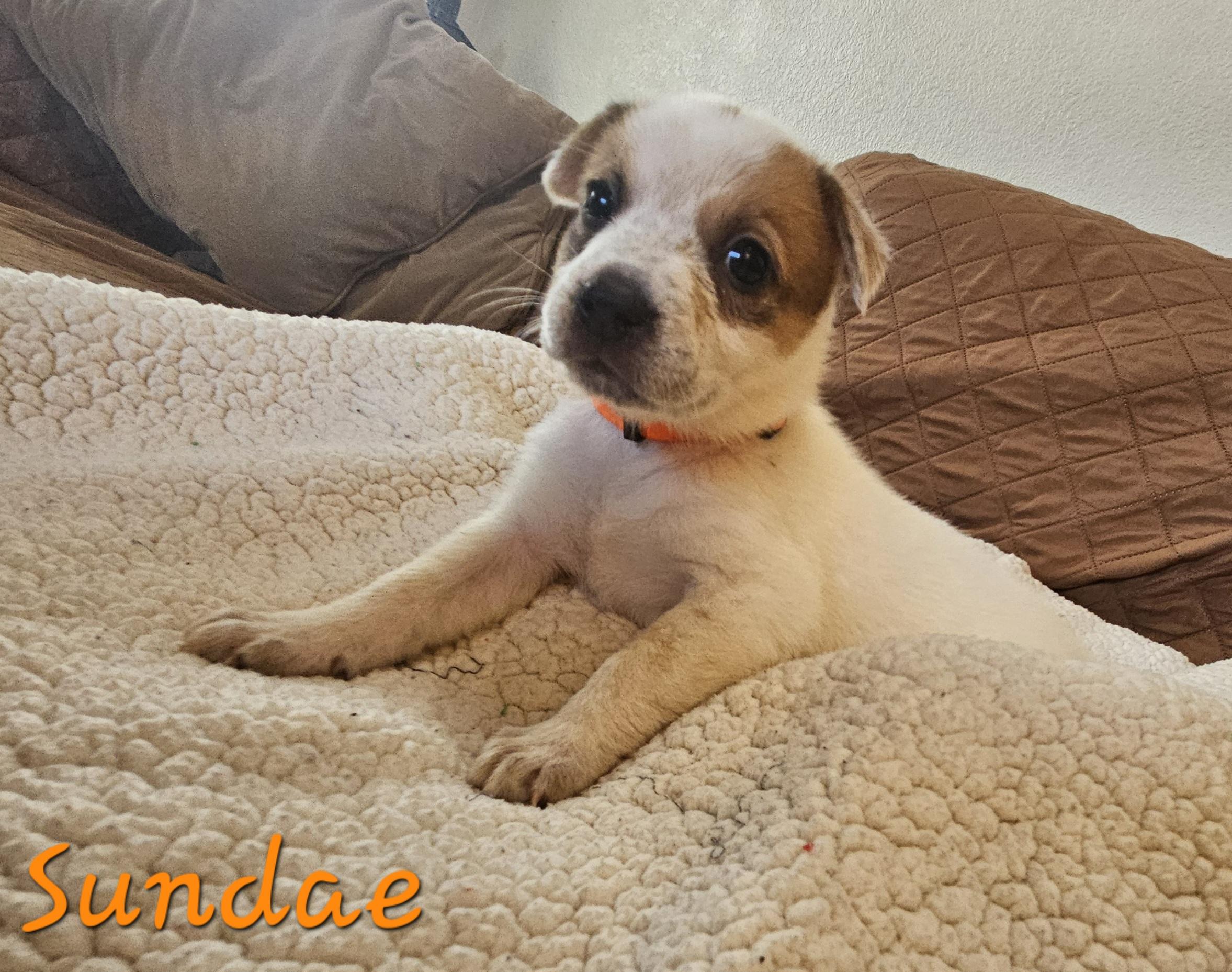 Enlarge Sundae, a ADOPTABLE mixed breed in Galt, CA image 4/6