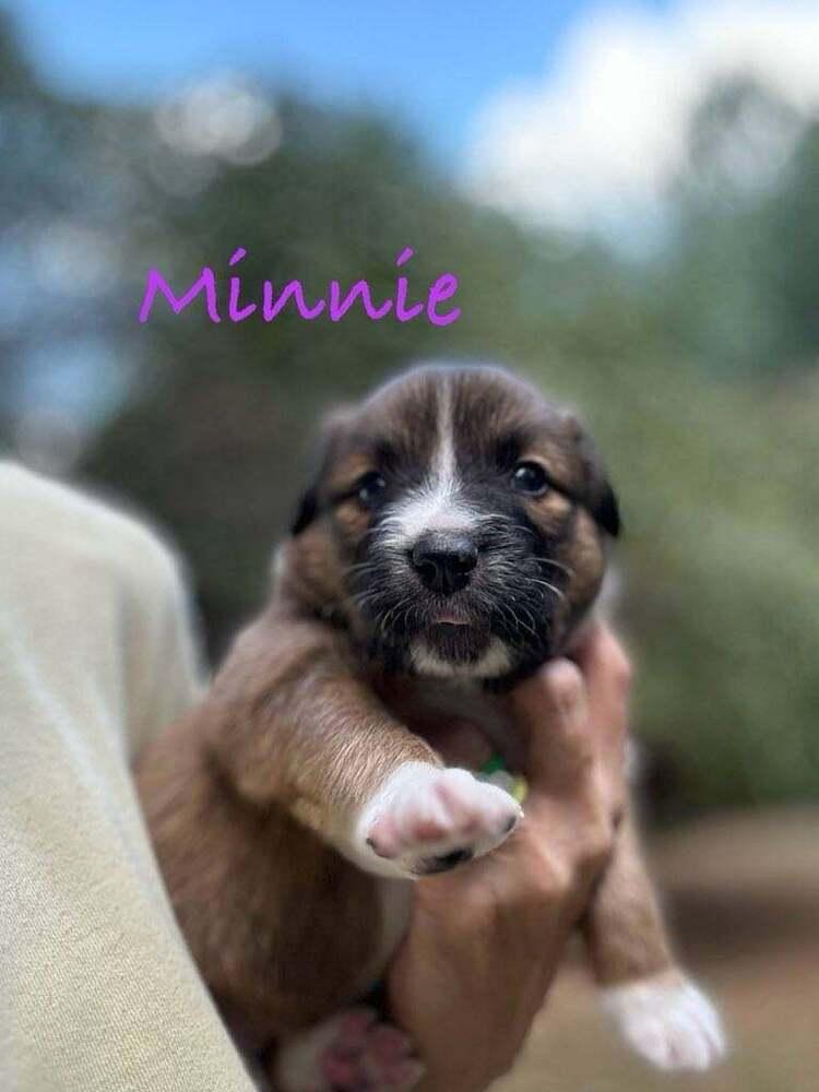 Minnie Fay, Adoptable, Young Female Australian Shepherd & Mixed Breed.