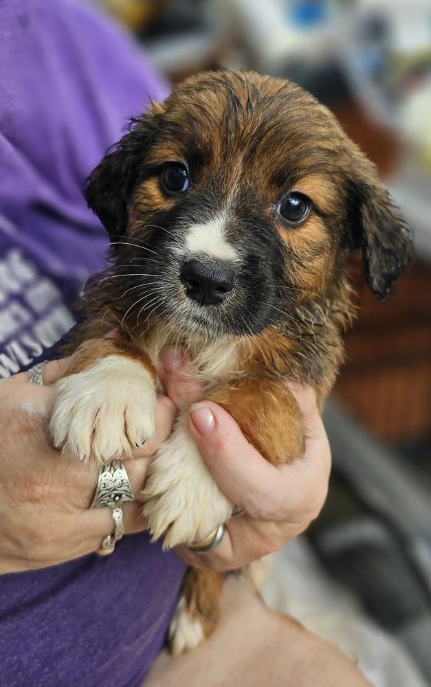 Minnie Fay, a Adoptable mixed breed in Nokomis, FL image 2/3