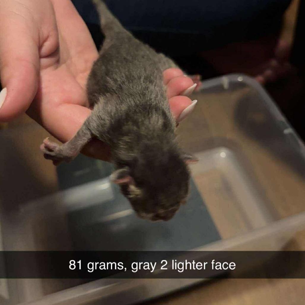 Latke K2, Adoptable, Kitten Female Domestic Short Hair.