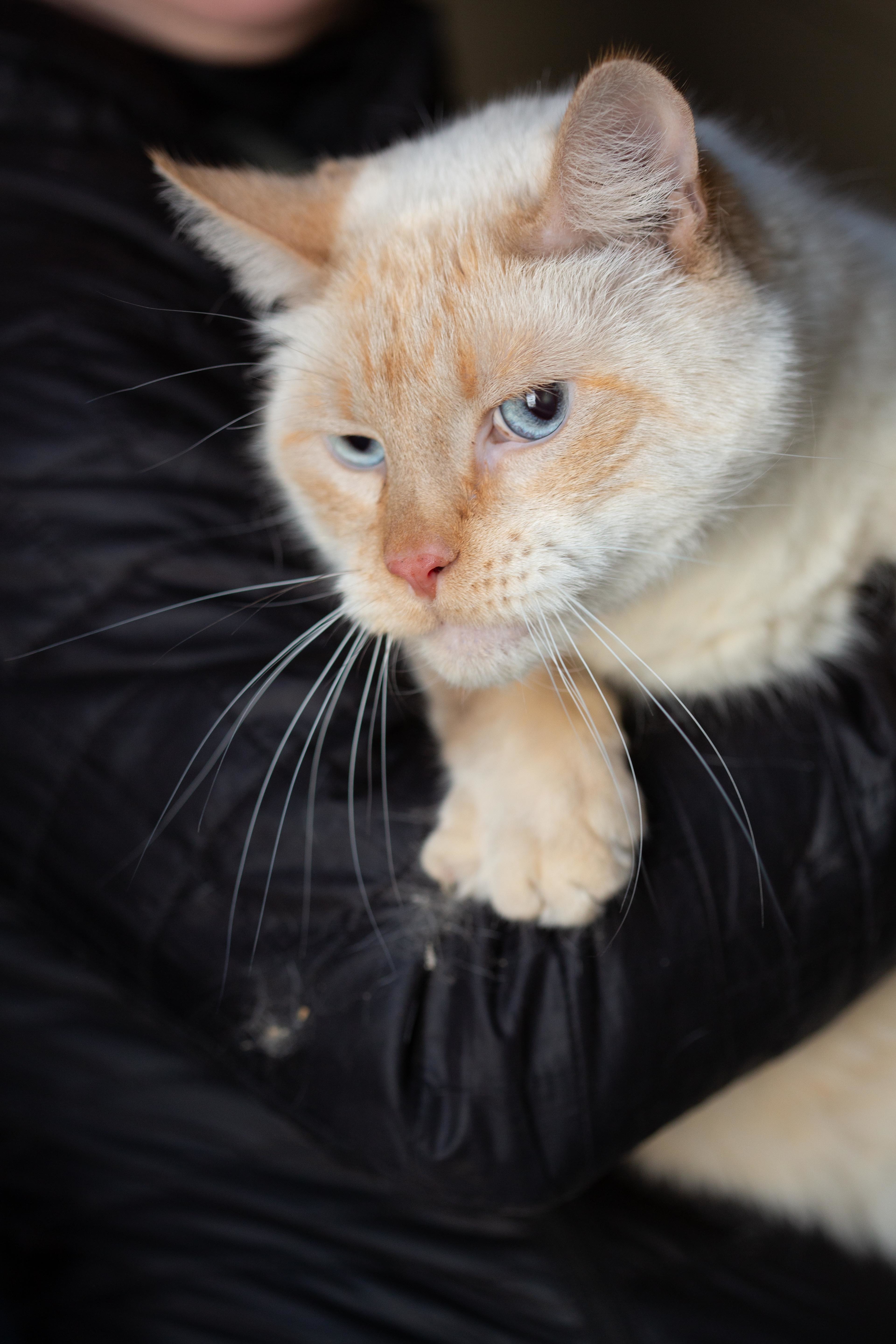 Milo, a Adoptable Domestic Medium Hair in Millville, UT image 1/8