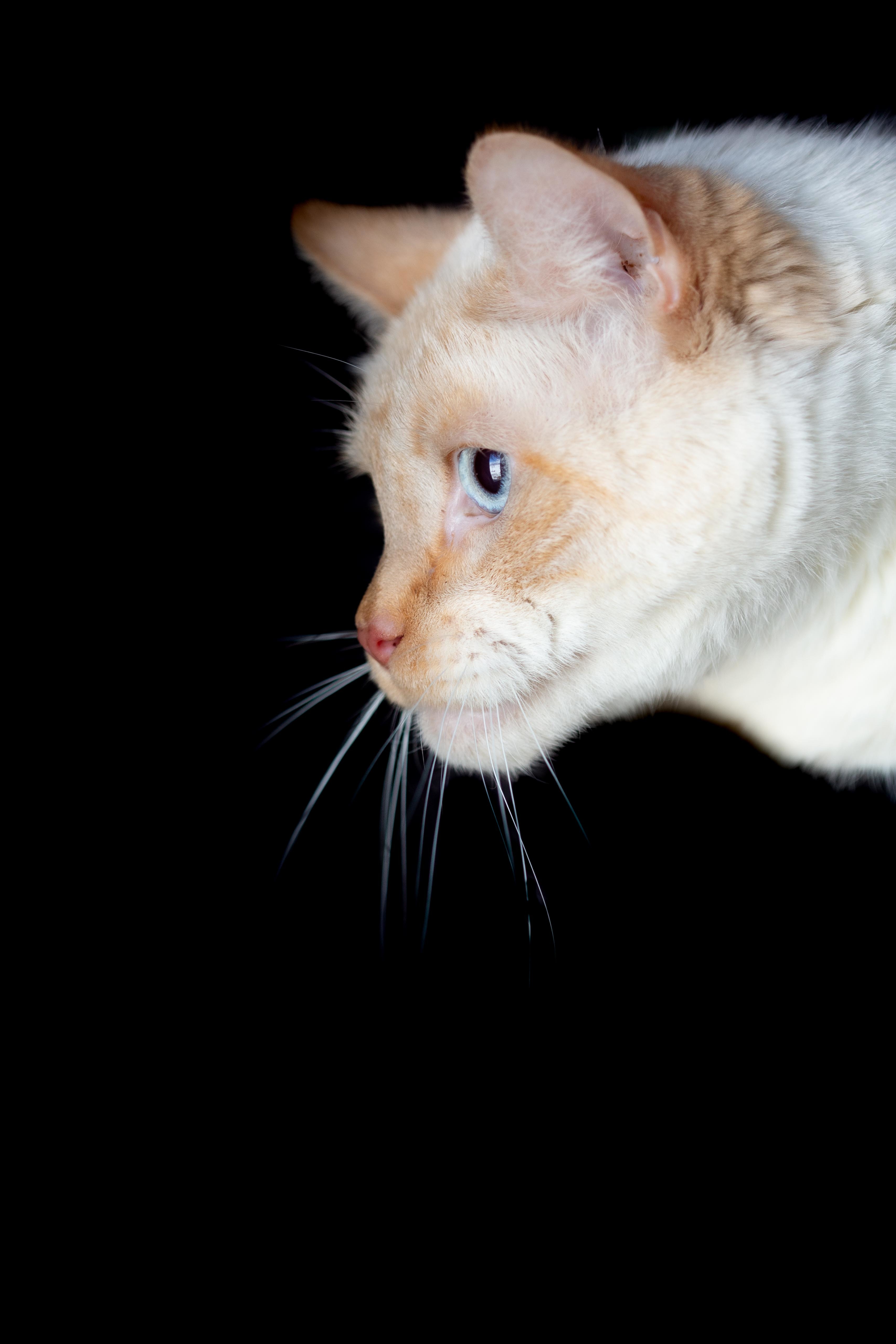 Milo, a Adoptable Domestic Medium Hair in Millville, UT image 2/8