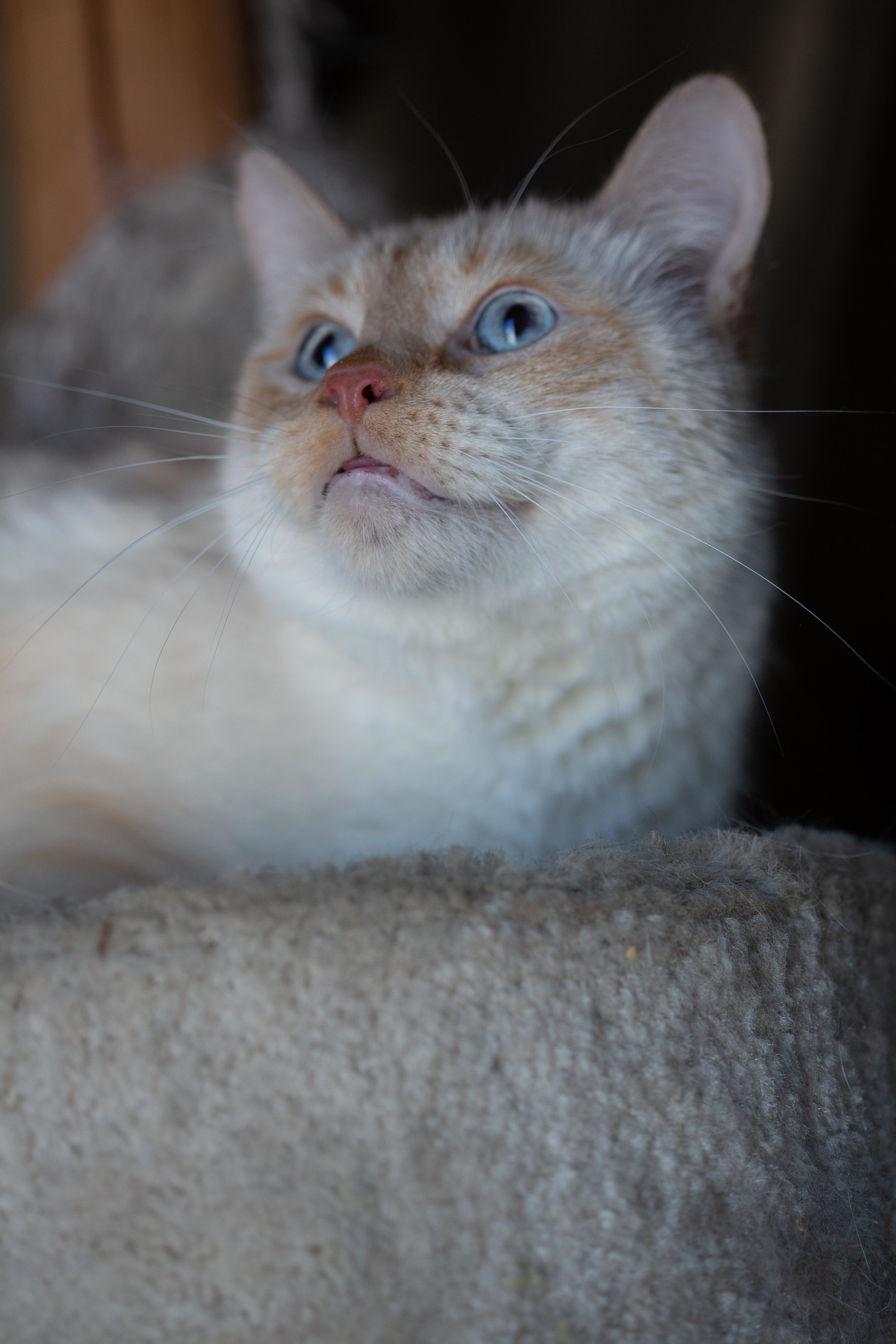 Milo, a Adoptable Domestic Medium Hair in Millville, UT image 3/8
