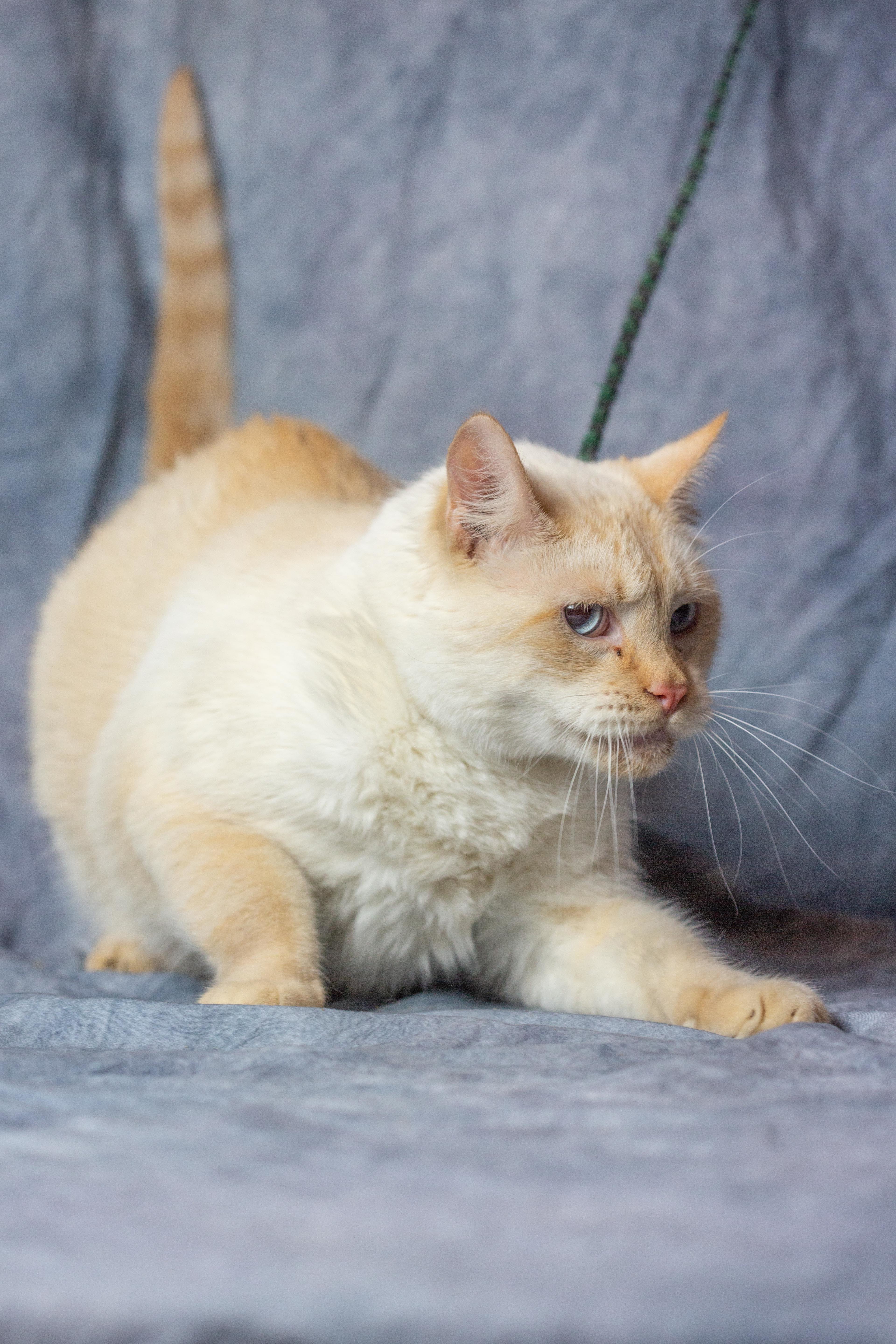 Milo, a Adoptable Domestic Medium Hair in Millville, UT image 4/8