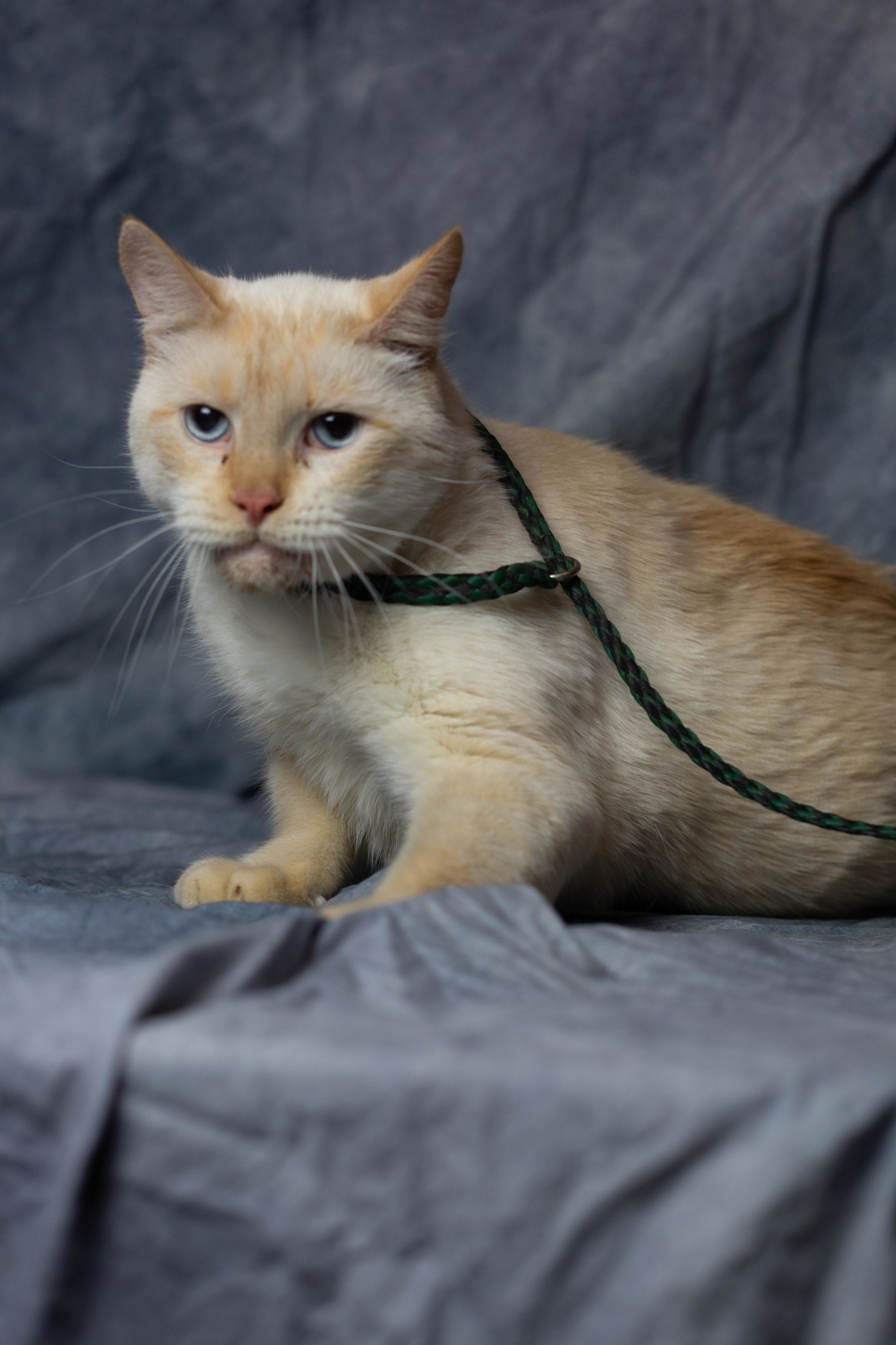 Milo, a Adoptable Domestic Medium Hair in Millville, UT image 5/8