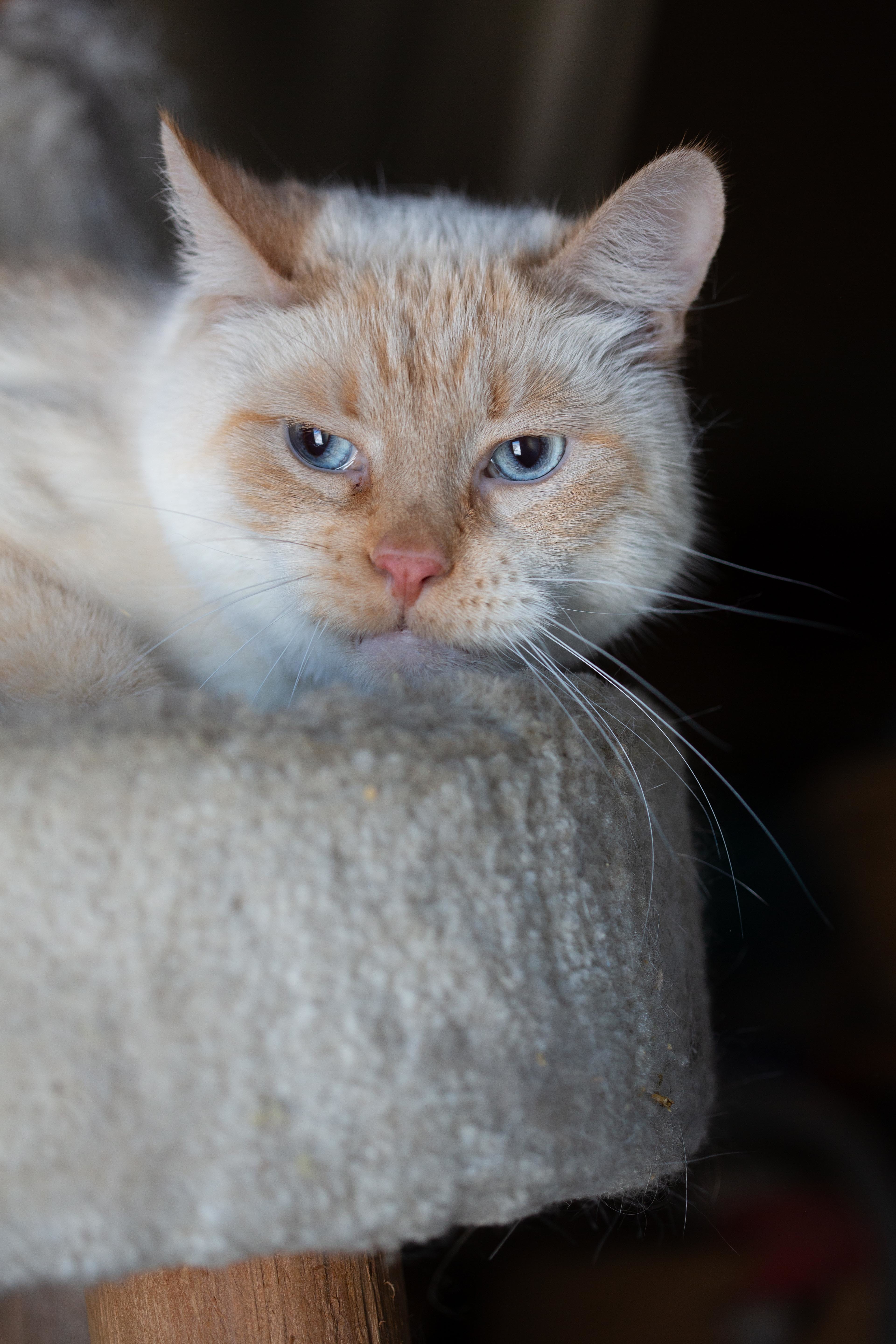 Milo, a Adoptable Domestic Medium Hair in Millville, UT image 6/8
