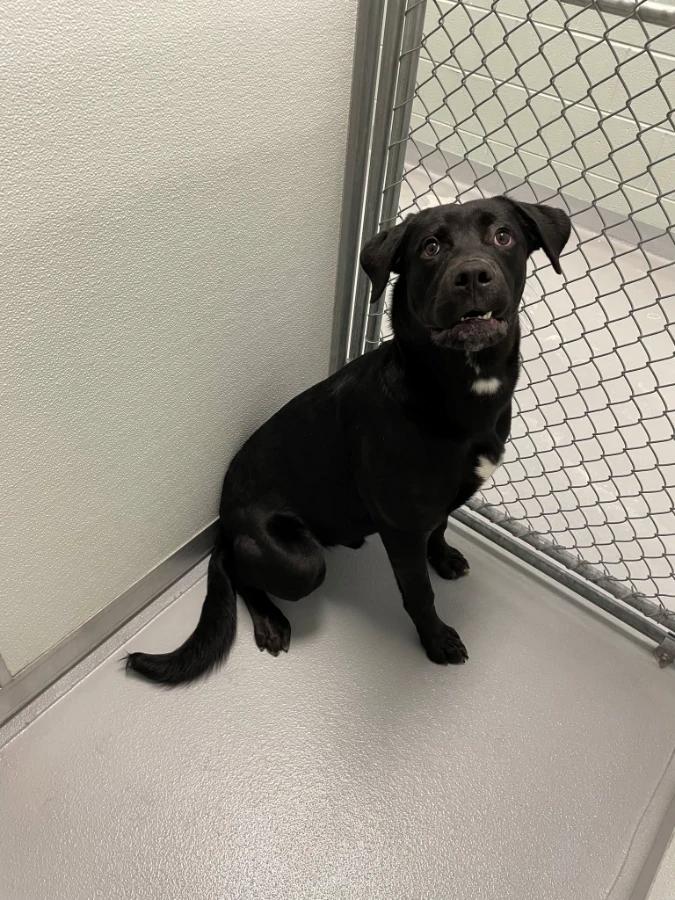 Carl, Adoptable, Adult Male Black Labrador Retriever.