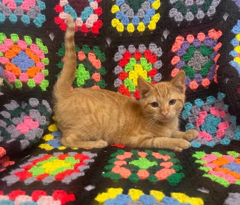 Enlarge Simba, a Adoptable Domestic Short Hair in Fairfield, IL image 1/1