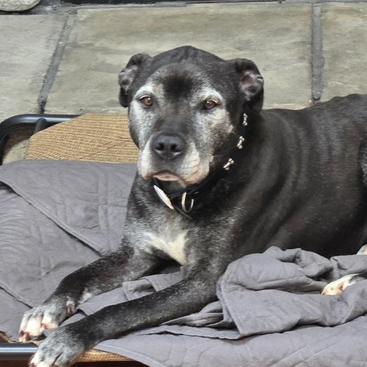 Shadow, Adoptable, Senior Male Pit Bull Terrier.