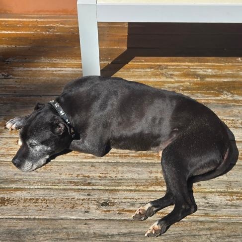 Shadow, a Adoptable mixed breed in Rochester, NY image 3/3