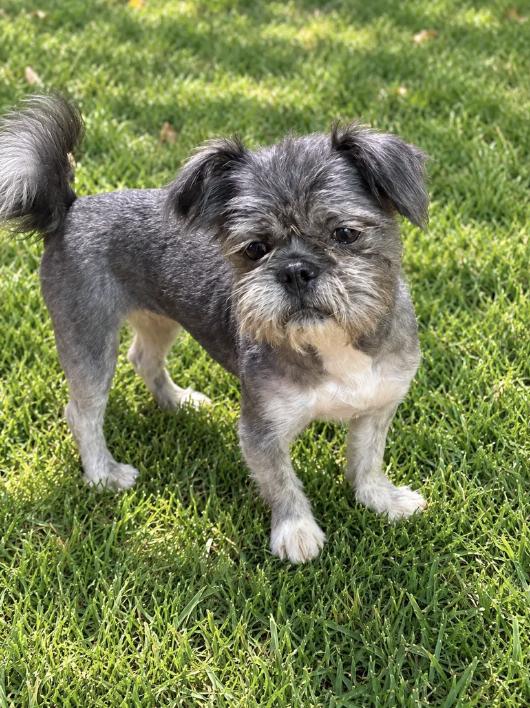 Enlarge Cinnabon, a Adoptable mixed breed in Georgetown , CA image 1/1