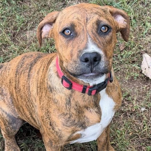 BEA, Adoptable, Puppy Female Hound.
