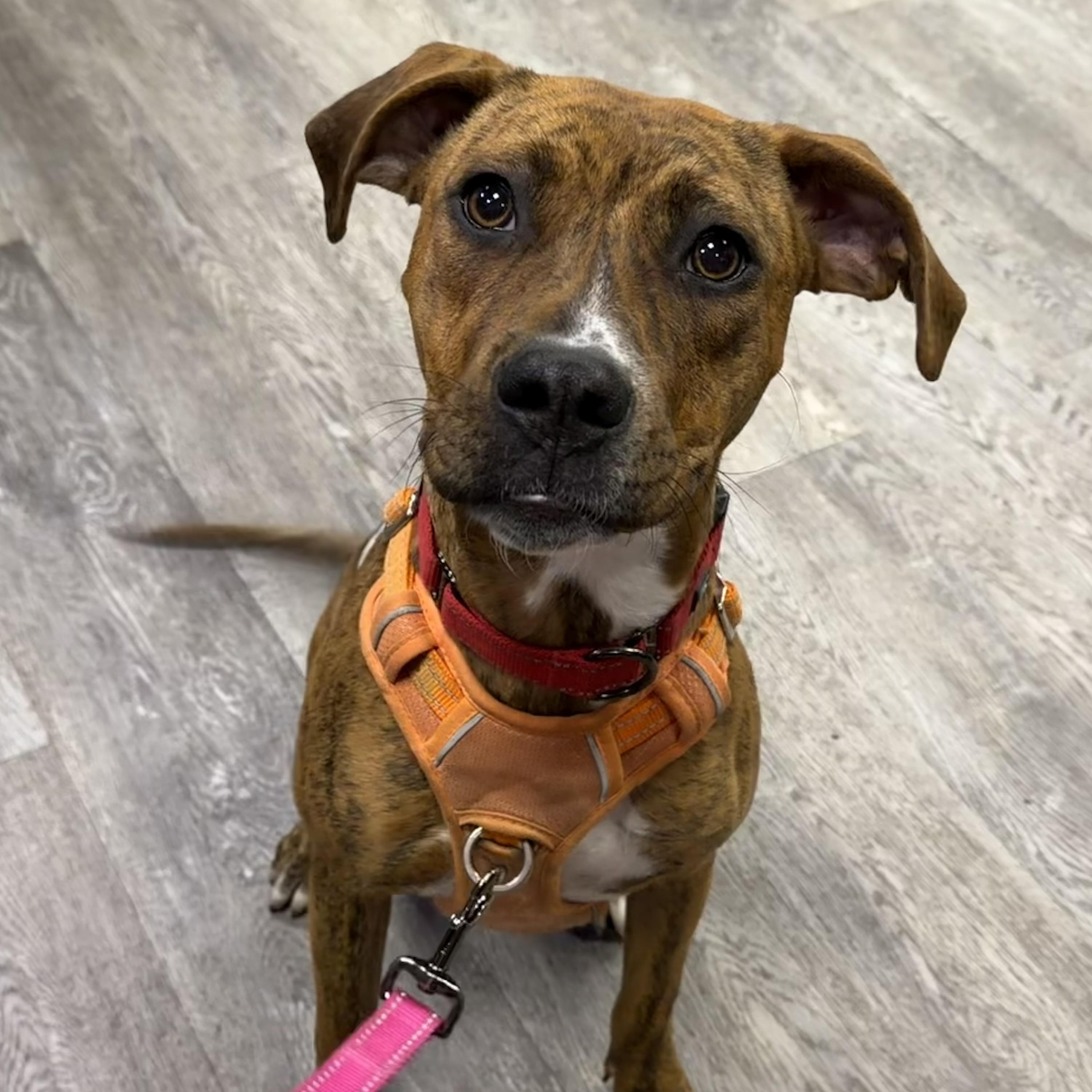 BEA, Adoptable, Puppy Female Hound.