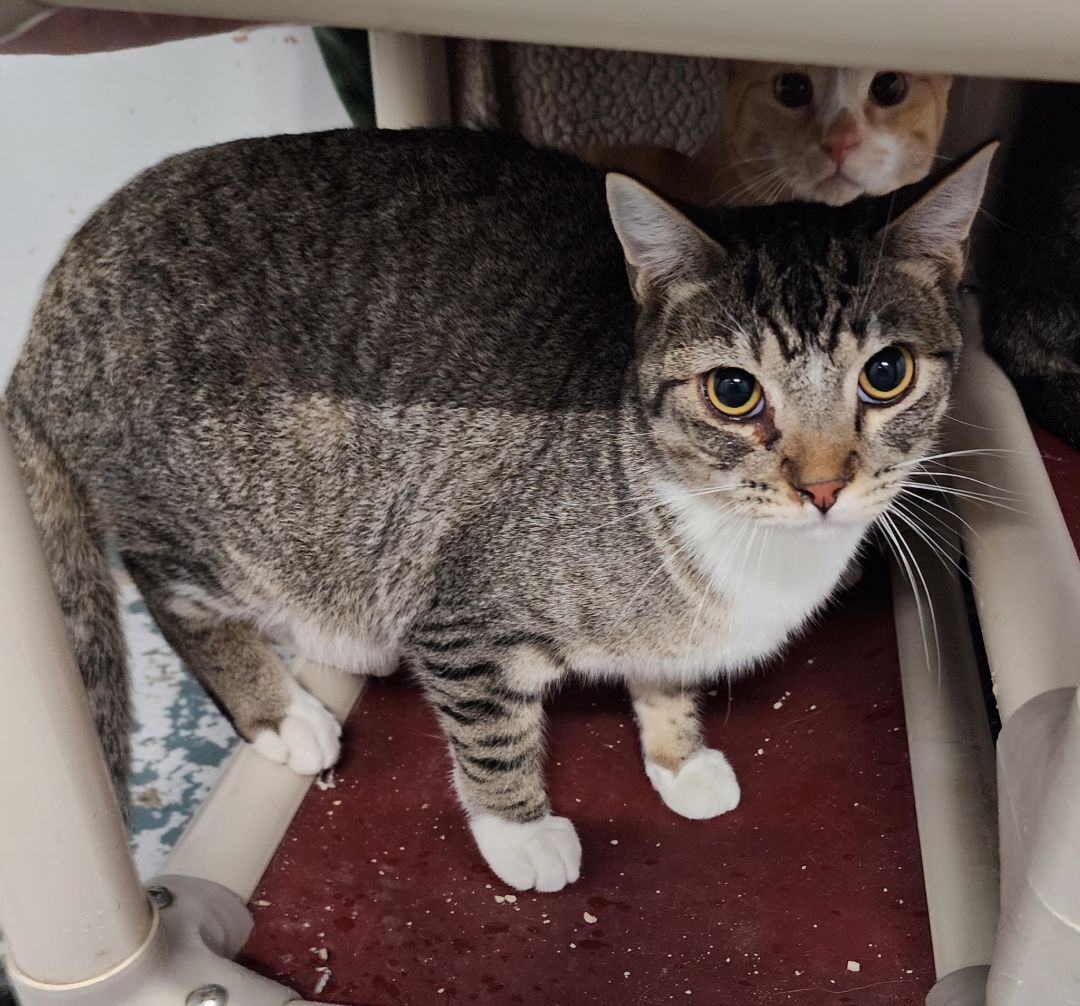 Enlarge Pogo *Working Cat*, a Adoptable Tabby in Billings, MT image 1/4