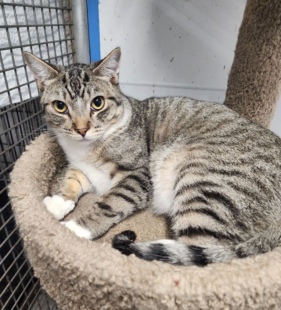 Pogo *Working Cat*, Young Male Tabby