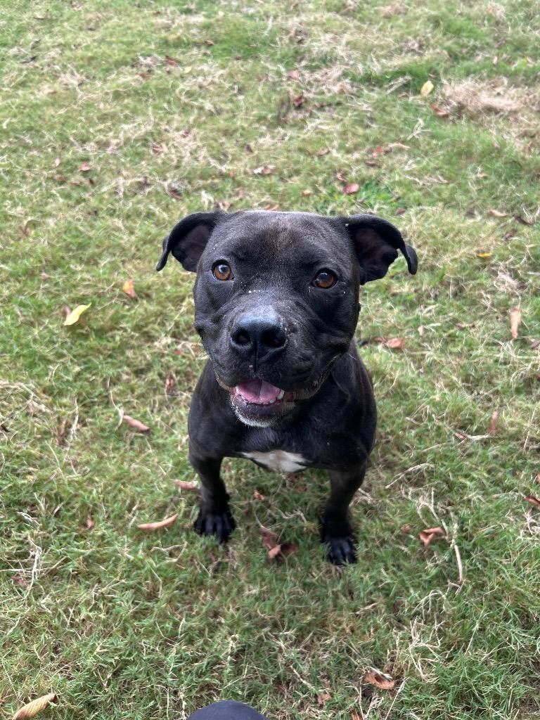 Coco, Adoptable, Adult Female Pit Bull Terrier.