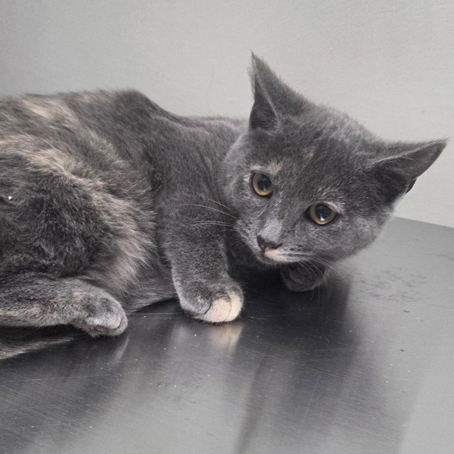 Enlarge Noelle, a ADOPTABLE Domestic Short Hair in SNOW HILL, NC image 2/2