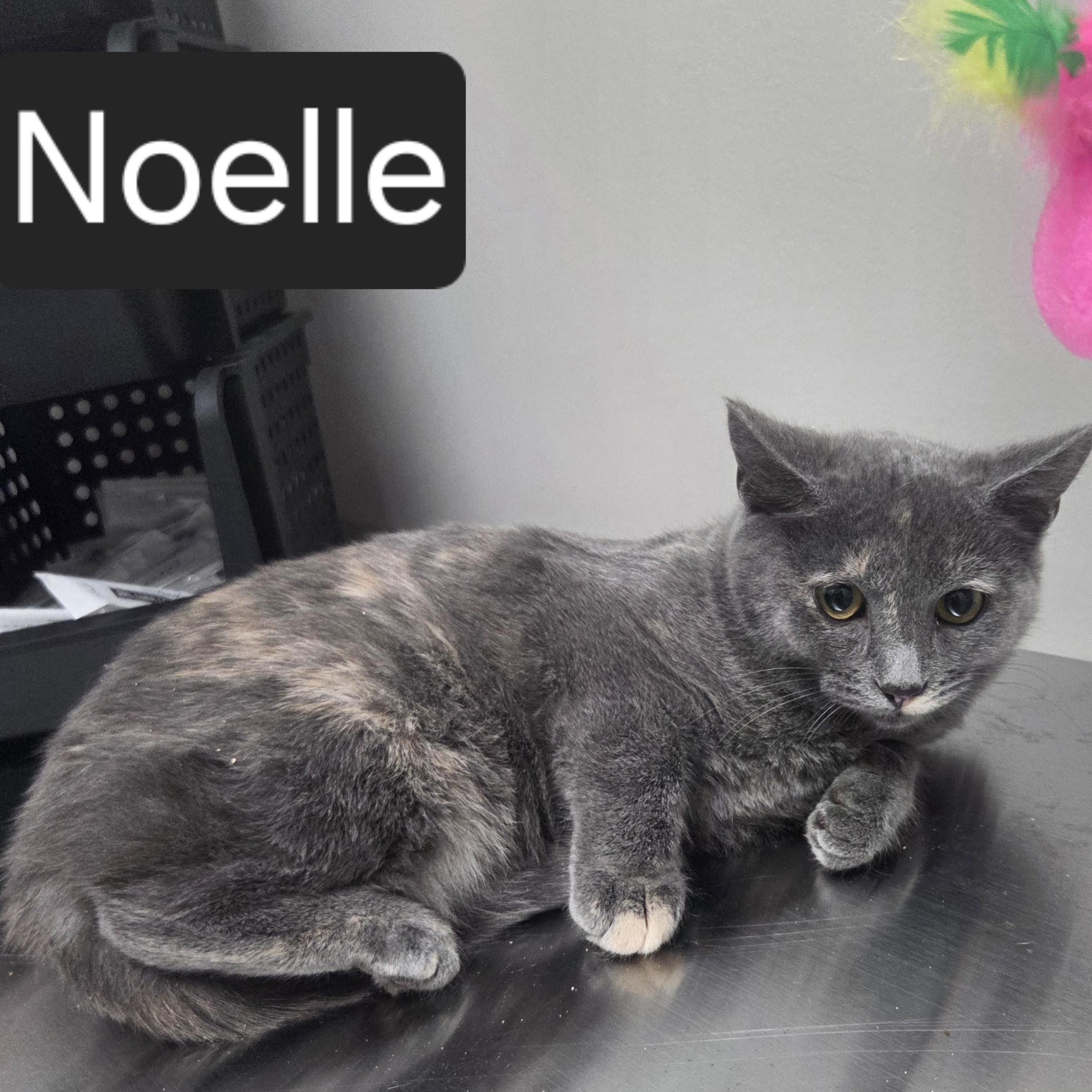 Enlarge Noelle, a ADOPTABLE Domestic Short Hair in SNOW HILL, NC image 1/2