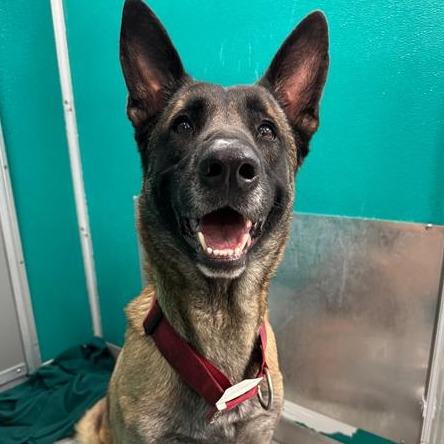 Enlarge Titan, a Adoptable Belgian Shepherd / Malinois in Tulsa, OK image 1/6