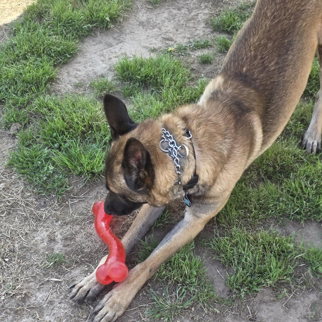 Enlarge Titan, a Adoptable Belgian Shepherd / Malinois in Tulsa, OK image 2/6